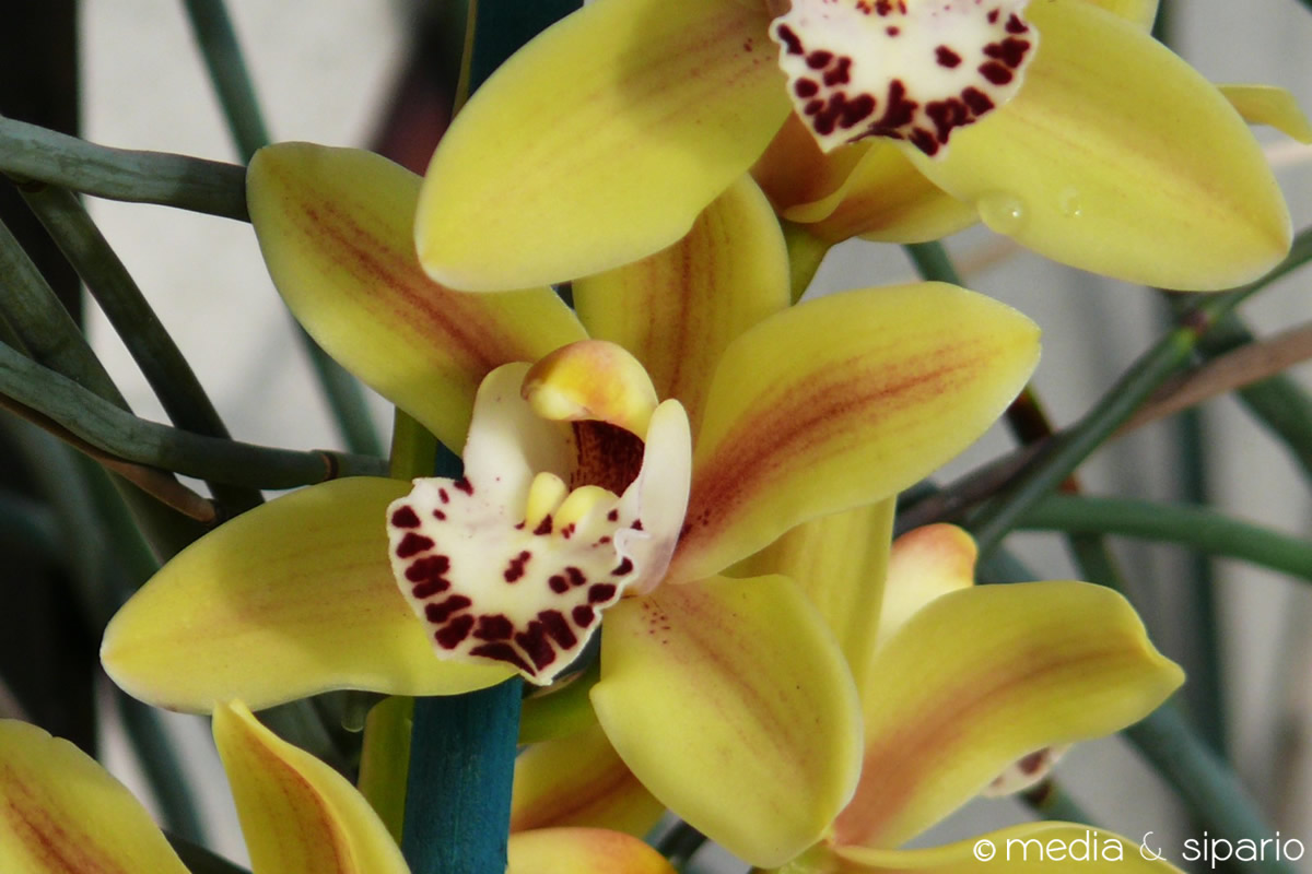 orchidee